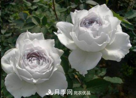 同樣管理的月季，為什么有的月季就死了？品種和個(gè)體要差異對(duì)待(圖2)