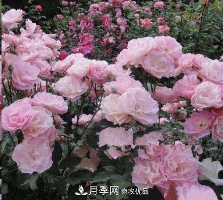 同樣管理的月季，為什么有的月季就死了？品種和個(gè)體要差異對(duì)待(圖3)