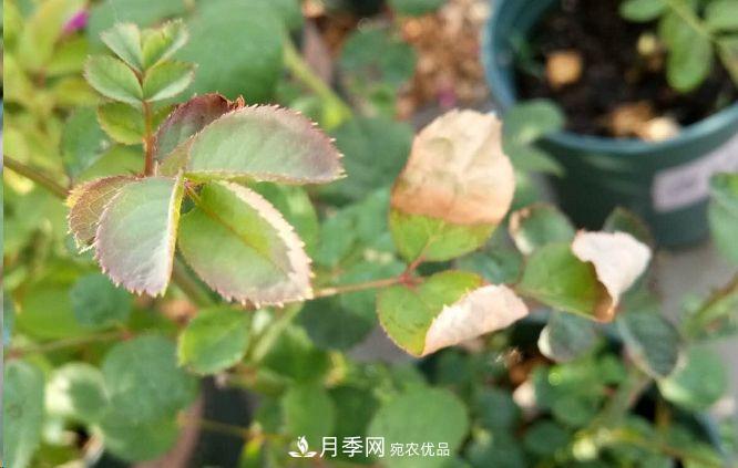 同樣管理的月季，為什么有的月季就死了？品種和個(gè)體要差異對(duì)待(圖1)