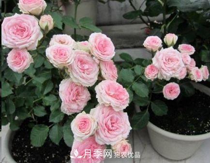 同樣管理的月季，為什么有的月季就死了？品種和個(gè)體要差異對(duì)待(圖4)