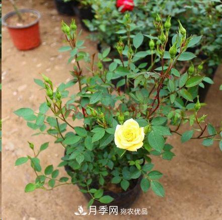 同樣管理的月季，為什么有的月季就死了？品種和個(gè)體要差異對(duì)待(圖5)