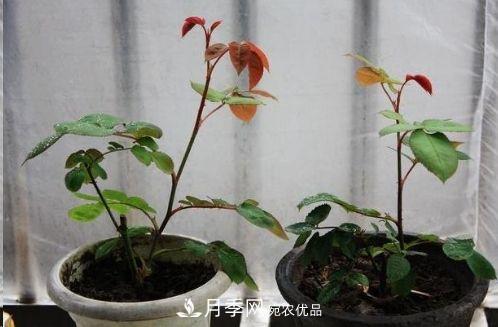 同樣管理的月季，為什么有的月季就死了？品種和個(gè)體要差異對(duì)待(圖6)