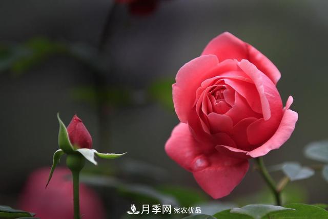 月季不長(zhǎng)花苞？做好這幾件事，花期花大又鮮艷(圖1)