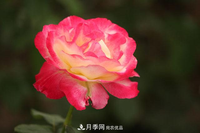 盆栽月季怎樣養(yǎng)？為什么會(huì)出現(xiàn)黃葉，甚至是新芽細(xì)長(zhǎng)，該怎么辦？(圖1)