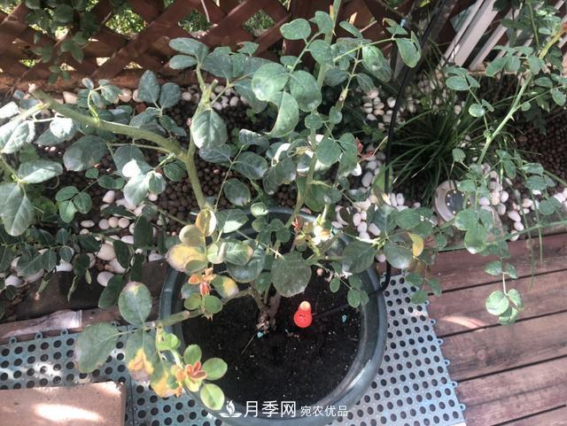 盆栽月季怎樣養(yǎng)？為什么會(huì)出現(xiàn)黃葉，甚至是新芽細(xì)長(zhǎng)，該怎么辦？(圖3)