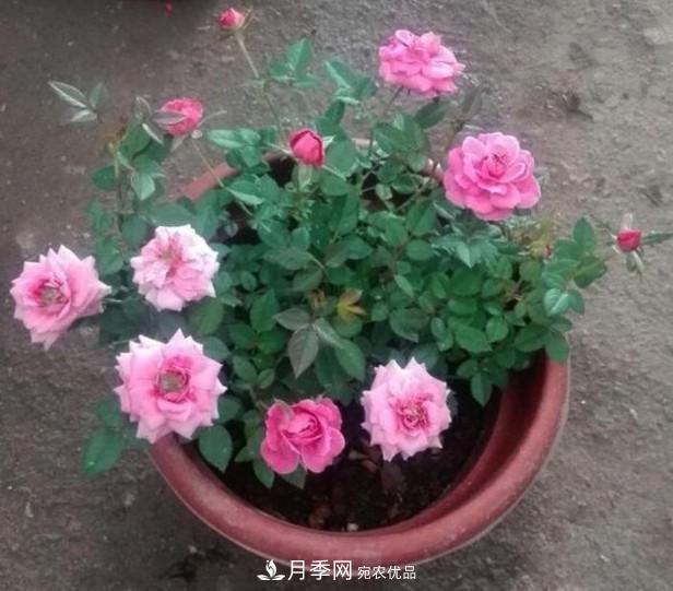 盆栽月季怎樣養(yǎng)？為什么會(huì)出現(xiàn)黃葉，甚至是新芽細(xì)長(zhǎng)，該怎么辦？(圖5)