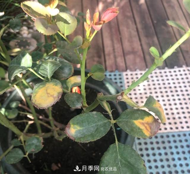盆栽月季怎樣養(yǎng)？為什么會(huì)出現(xiàn)黃葉，甚至是新芽細(xì)長(zhǎng)，該怎么辦？(圖6)