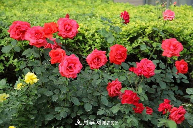 夏季養(yǎng)月季花，澆水施肥都是重點(diǎn)，整錯(cuò)了就黃葉爛根生長差(圖1)