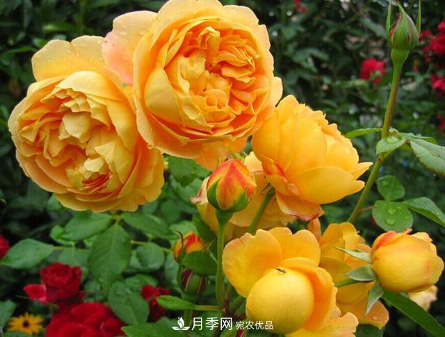 夏季養(yǎng)月季花，澆水施肥都是重點(diǎn)，整錯(cuò)了就黃葉爛根生長差(圖4)