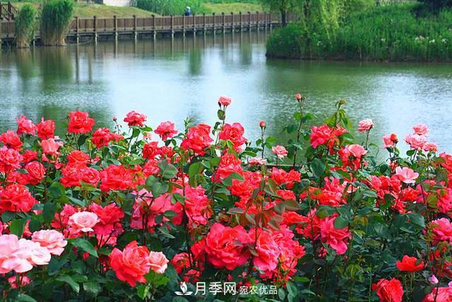 夏季養(yǎng)月季花，澆水施肥都是重點(diǎn)，整錯(cuò)了就黃葉爛根生長差(圖3)