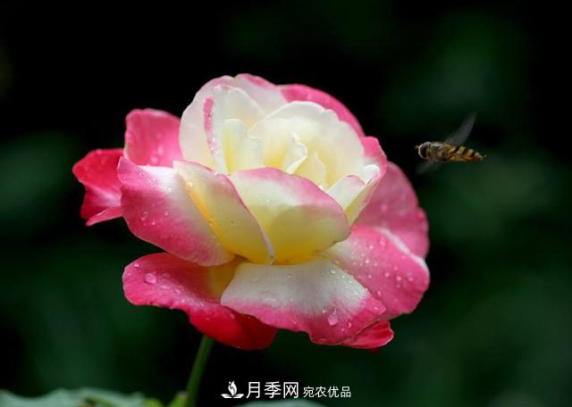 月季為什么會出現(xiàn)盲芽，其實多數(shù)與種植習慣有關(圖1)