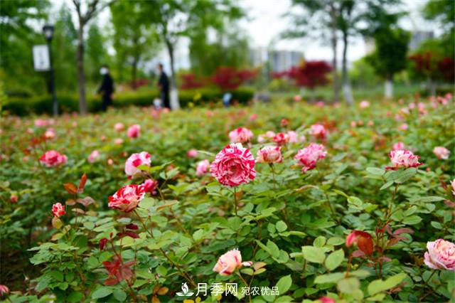 月季為什么會出現(xiàn)盲芽，其實多數(shù)與種植習慣有關(圖2)