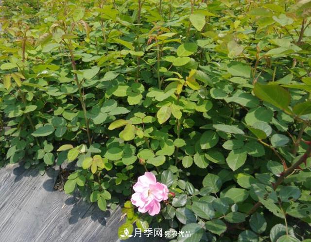 月季為什么會出現(xiàn)盲芽，其實多數(shù)與種植習慣有關(圖3)