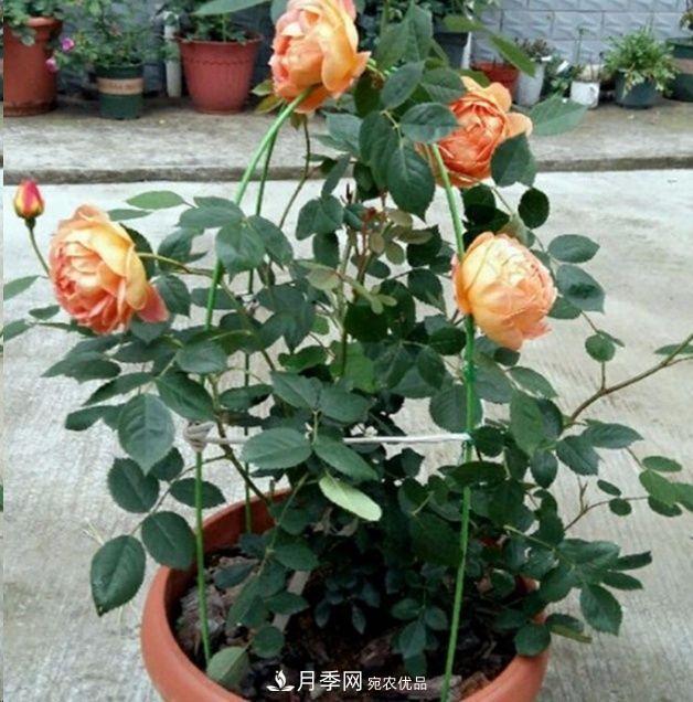 月季長的又細又長怎么辦？簡單3招解決！(圖3)