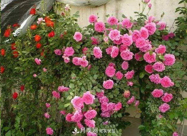 月季長的又細又長怎么辦？簡單3招解決！(圖1)