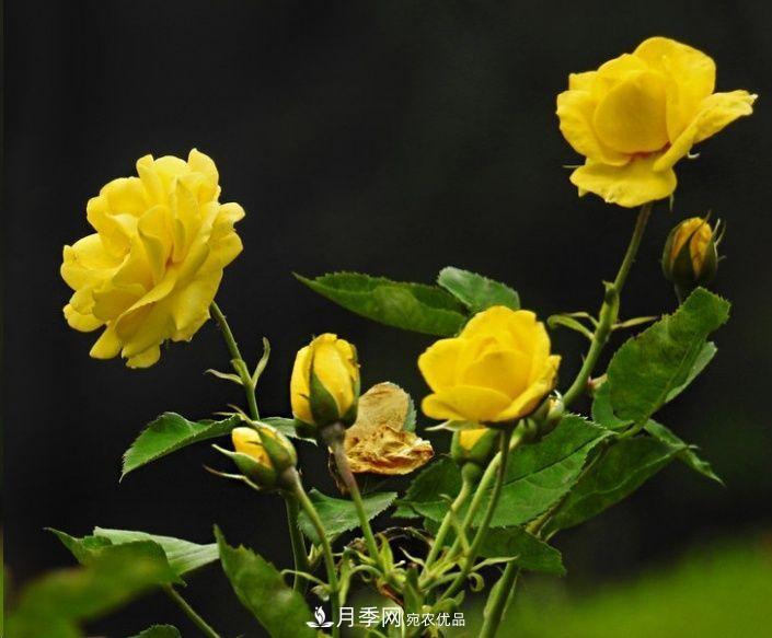 月季長的又細又長怎么辦？簡單3招解決！(圖2)