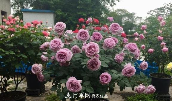 養(yǎng)月季，澆水很關(guān)鍵，學(xué)會這2個“竅門”，枝繁葉茂花滿枝！(圖2)