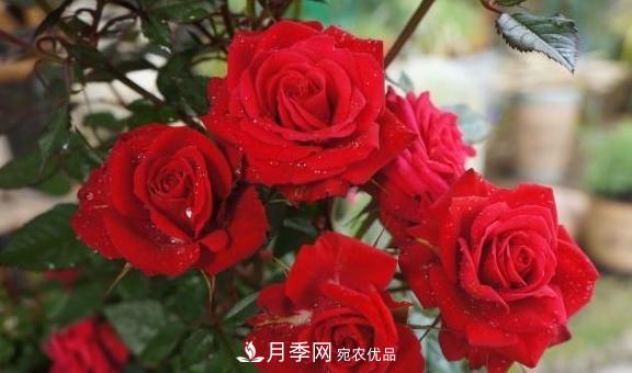 養(yǎng)月季，澆水很關(guān)鍵，學(xué)會這2個“竅門”，枝繁葉茂花滿枝！(圖1)