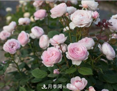 月季花長花苞后，及時給它施一種肥，不然影響正常開花(圖2)