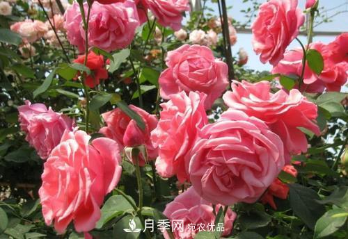月季花長花苞后，及時給它施一種肥，不然影響正常開花(圖1)