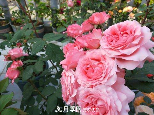 月季花長花苞后，及時給它施一種肥，不然影響正常開花(圖4)