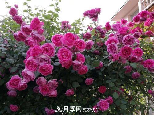 夏天養(yǎng)月季花，了解掌握4個要點，秋花開爆盆(圖4)