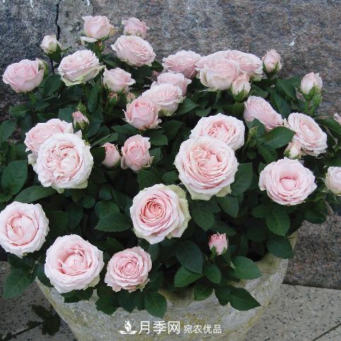 夏天養(yǎng)月季花，了解掌握4個要點，秋花開爆盆(圖2)