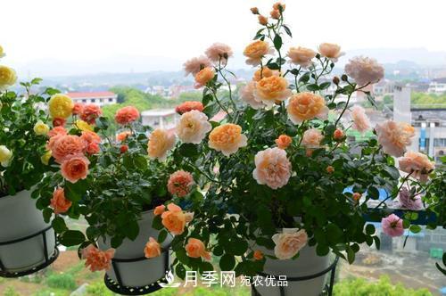 夏天養(yǎng)月季花，了解掌握4個要點，秋花開爆盆(圖3)
