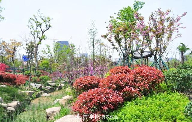 這些中國(guó)著名苗木產(chǎn)地你知道幾個(gè)？值得收藏！(圖1)