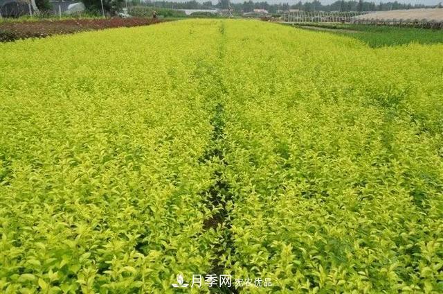 這些中國(guó)著名苗木產(chǎn)地你知道幾個(gè)？值得收藏！(圖3)