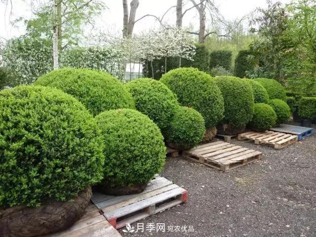 這些中國(guó)著名苗木產(chǎn)地你知道幾個(gè)？值得收藏！(圖6)
