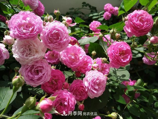月季無土栽培，大大提高觀賞價值，月季的栽培技術(圖1)