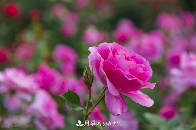 月季無土栽培，大大提高觀賞價值，月季的栽培技術(圖2)