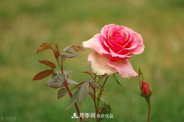 月季無土栽培，大大提高觀賞價值，月季的栽培技術(圖3)
