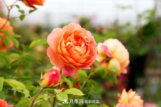 秋天月季不殺菌，會把病菌帶到家里，月季花友真實(shí)經(jīng)歷告訴你后果(圖1)