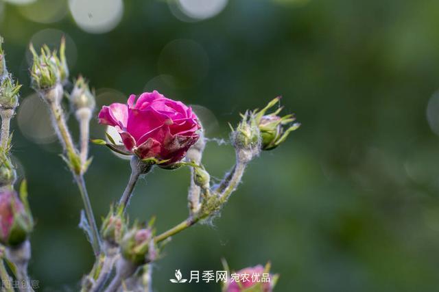 秋天月季不殺菌，會把病菌帶到家里，月季花友真實(shí)經(jīng)歷告訴你后果(圖2)