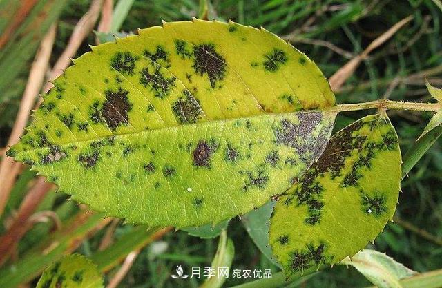 秋天月季不殺菌，會把病菌帶到家里，月季花友真實(shí)經(jīng)歷告訴你后果(圖3)