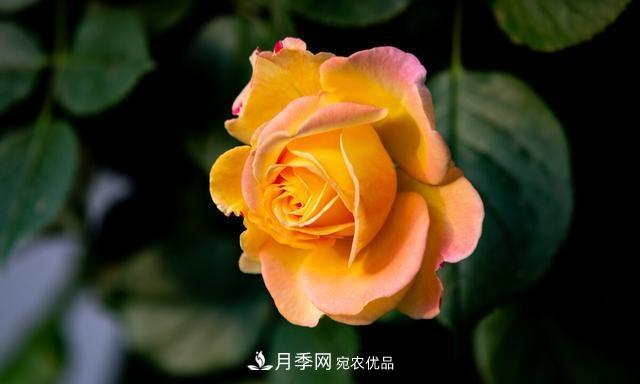 秋天月季不殺菌，會把病菌帶到家里，月季花友真實(shí)經(jīng)歷告訴你后果(圖5)
