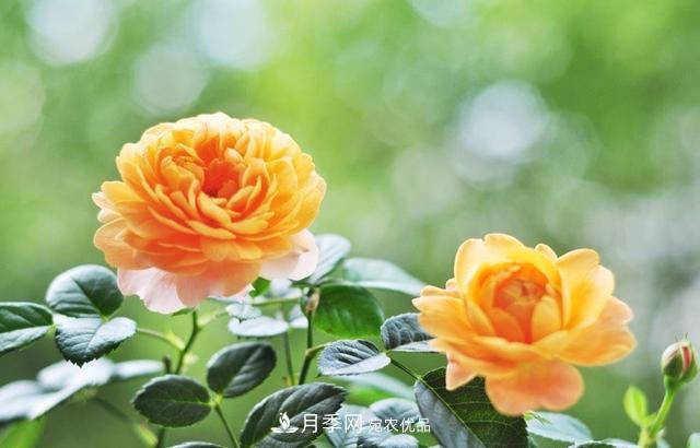 養(yǎng)月季就養(yǎng)一盆它，優(yōu)秀又勤花，好養(yǎng)不打藥，天天能看花(圖5)