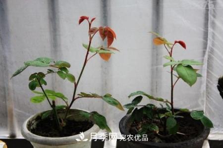 養(yǎng)護(hù)月季小苗要剪掉花苞嗎？(圖3)