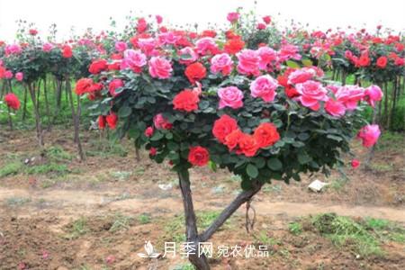 樹狀月季好養(yǎng)嗎，該怎么養(yǎng)護(hù)？(圖1)