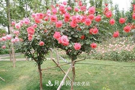 樹狀月季好養(yǎng)嗎，該怎么養(yǎng)護(hù)？(圖2)