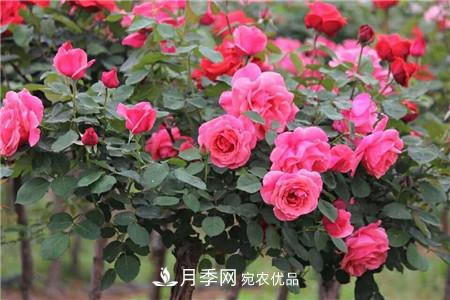 月季樹(shù)移栽注意事項(xiàng)？(圖1)