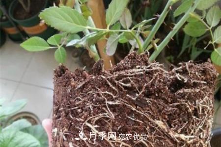 月季樹(shù)移栽注意事項(xiàng)？(圖2)