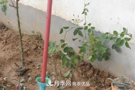 月季樹(shù)移栽注意事項(xiàng)？(圖3)