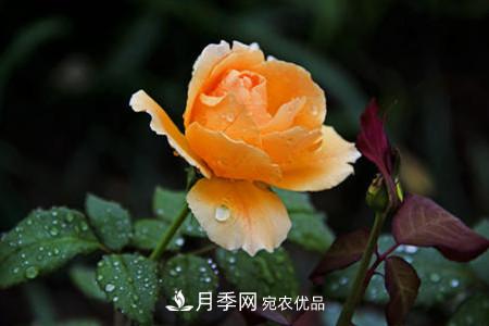月季花夏天水分蒸發(fā)較，多少天澆次水？(圖1)