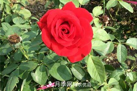 全攻略，香水月季怎么養(yǎng)長的好？(圖1)