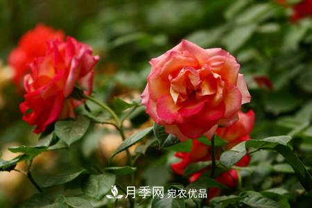 全攻略，香水月季怎么養(yǎng)長的好？(圖3)