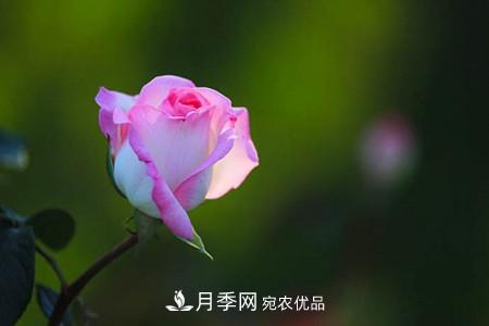 全攻略，香水月季怎么養(yǎng)長的好？(圖2)