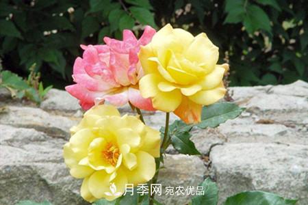 全攻略，香水月季怎么養(yǎng)長的好？(圖4)